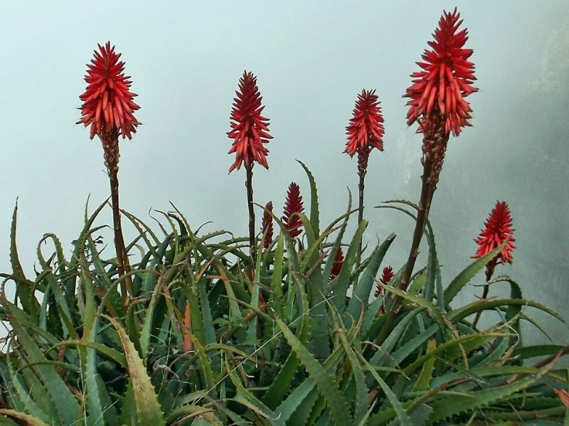 aloe vera flower