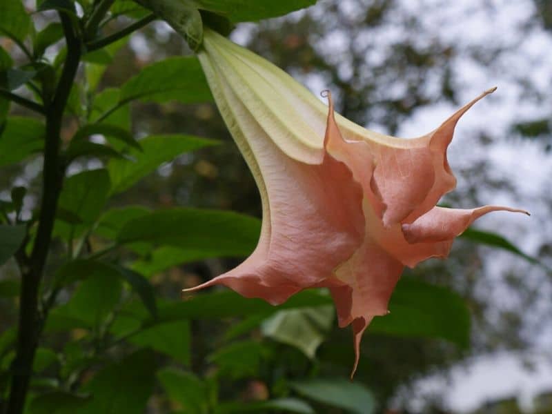 Angel's trumpets