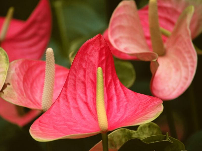 Top 40 Beautiful Tropical Flowering Plants With Names And Photos | Florgeous