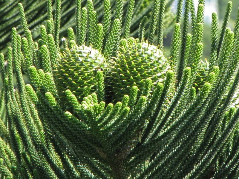 araucaria heterophylla