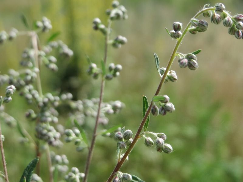 artemisia vulgaris