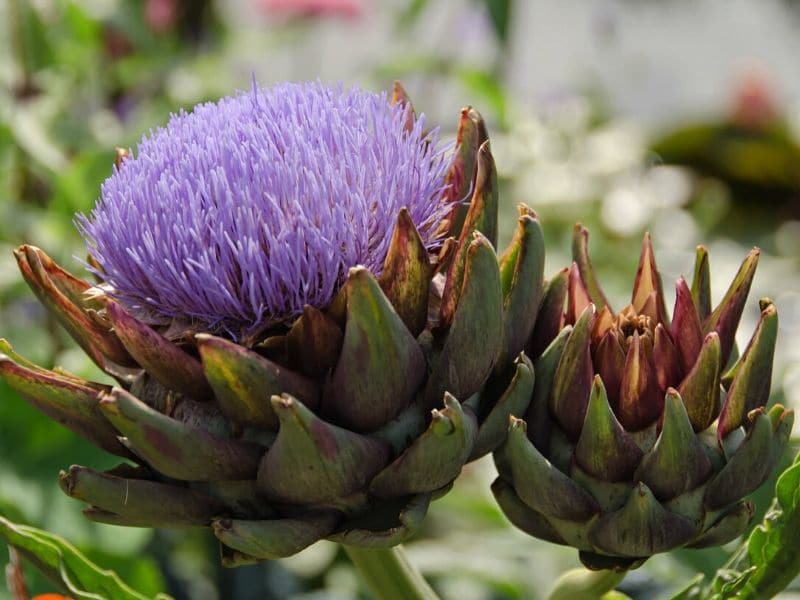 Globe artichoke