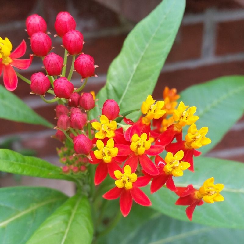 asclepias curassavica