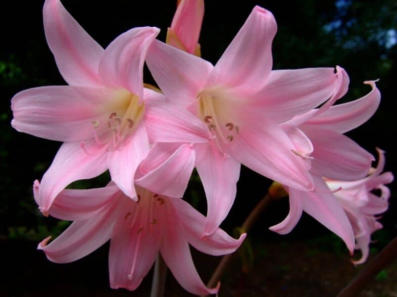 belladonna lily