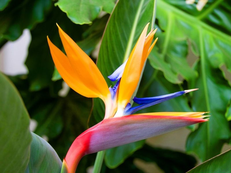 bird of paradise