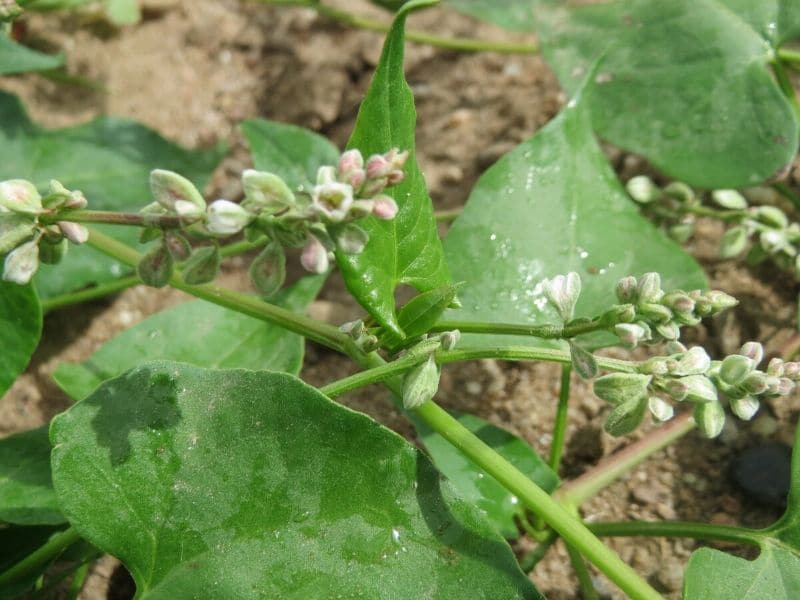 black bindweed