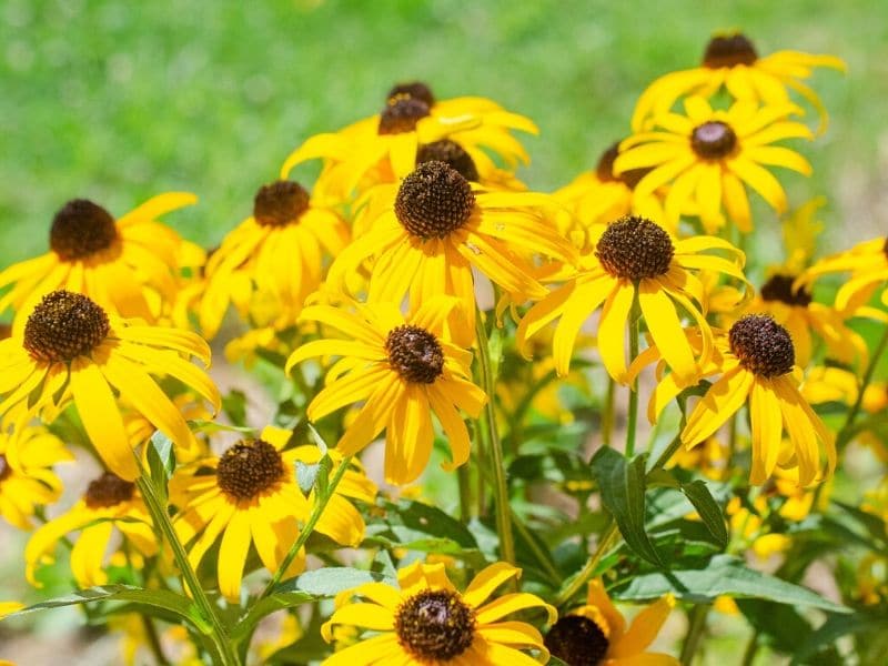 black eyed susan flowers