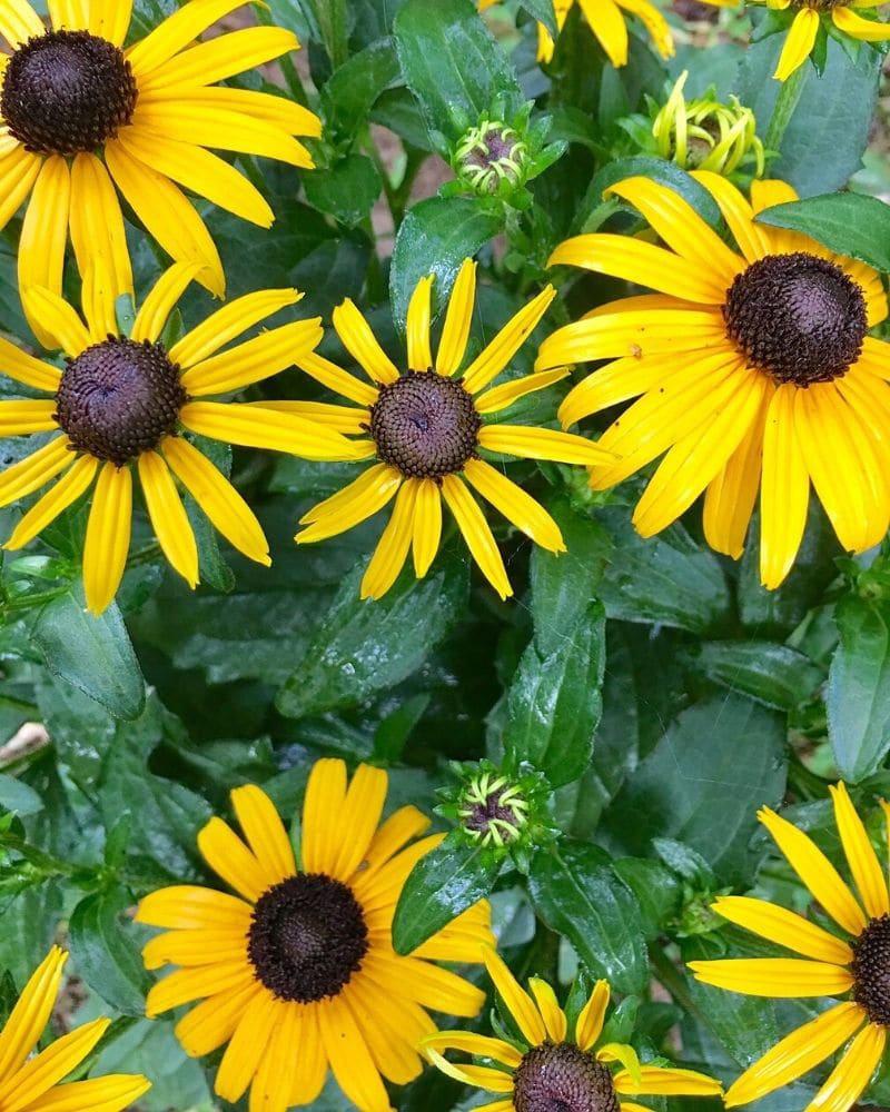 black eyed susan leaves