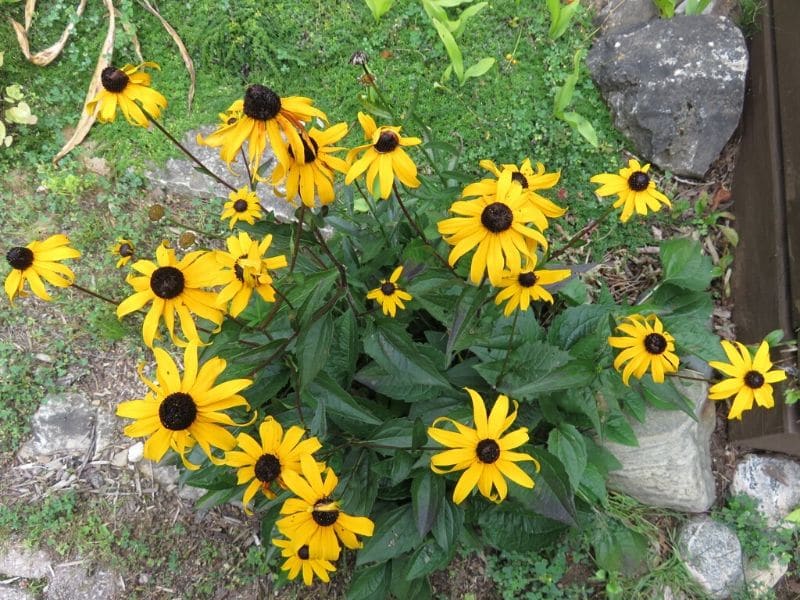 Black Eyed Susan Plant 