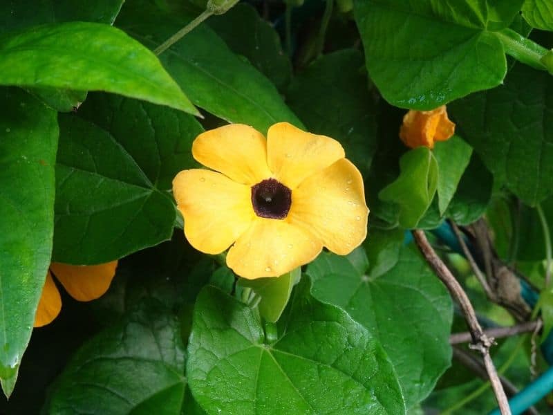 black eyed susan vine