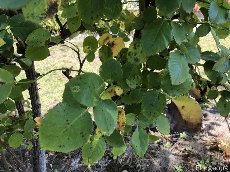 black spot on rose leaves