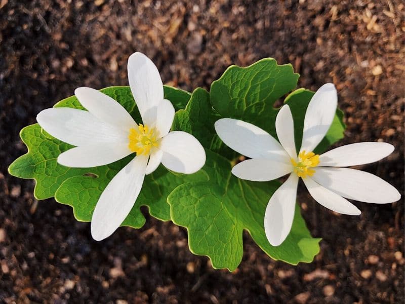 bloodroot