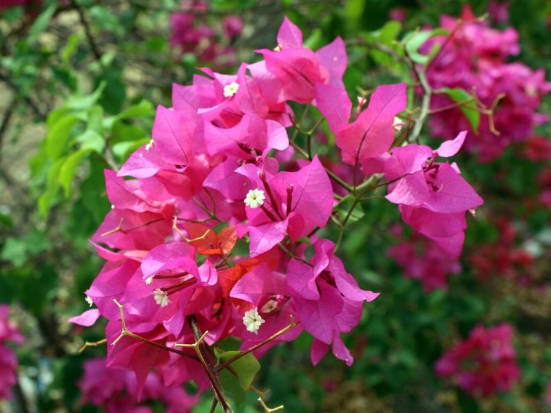 Bougainvillea