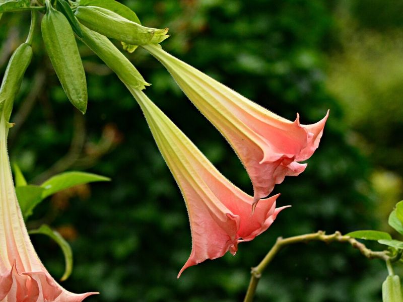 brugmansia x candida