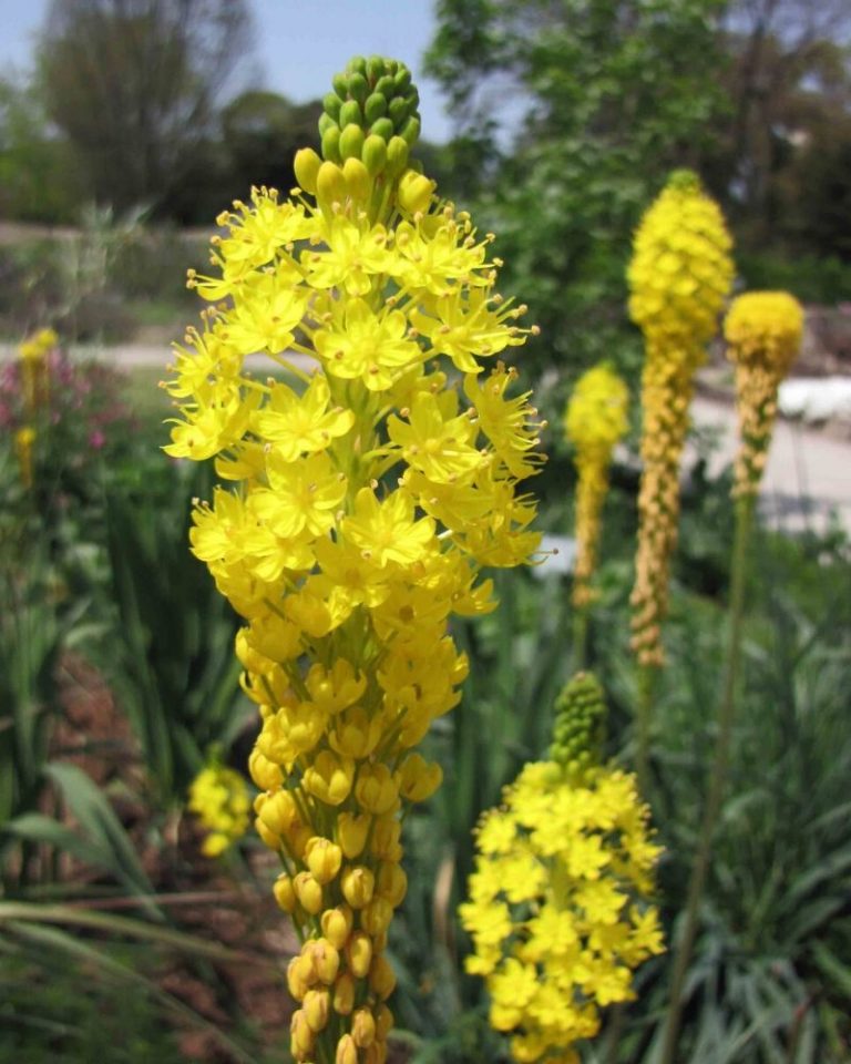 60 Winter Flowers Enhance Your Garden with Blooms