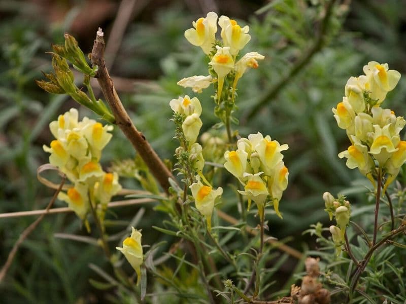 butter and eggs flower