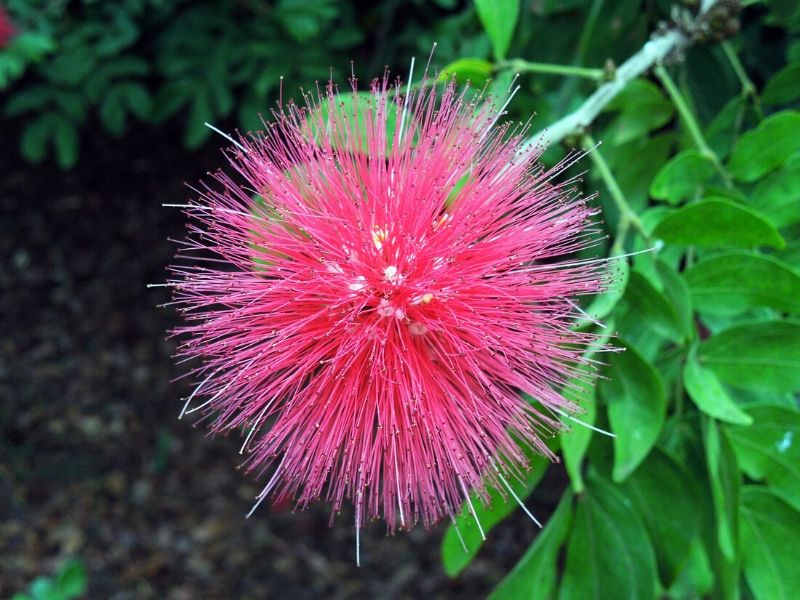 calliandra haematocephala