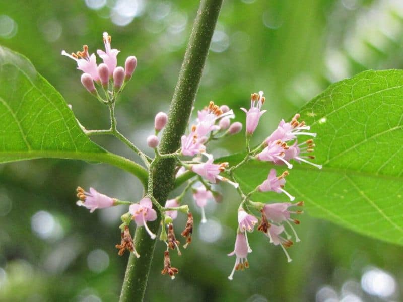 callicarpa dichotoma