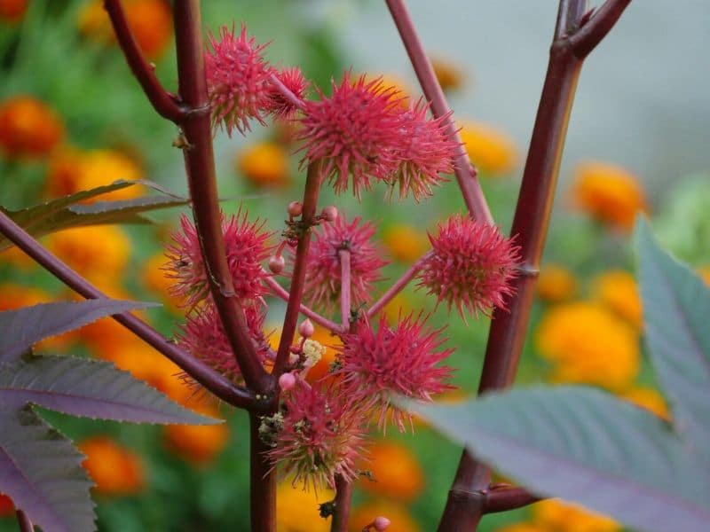 castor oil plant