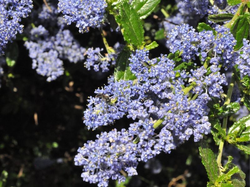 ceanothus autumnal blue