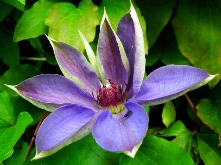 top-30-poisonous-flowers-and-toxic-plants-to-watch-out-for-florgeous