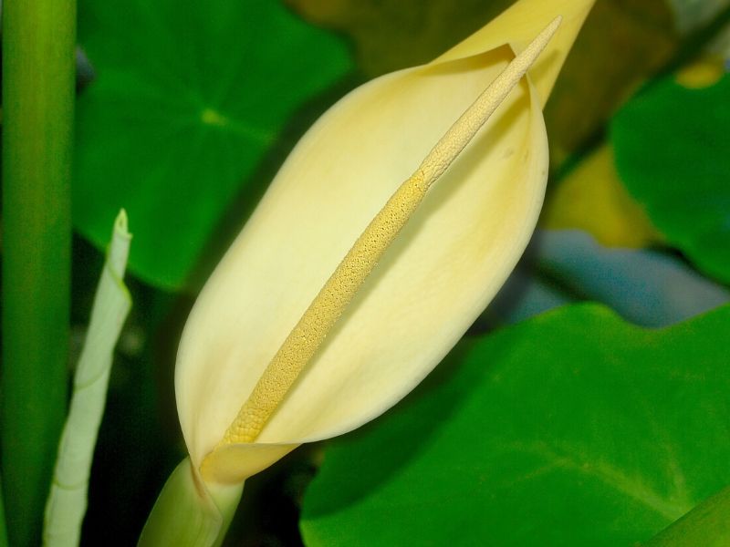 colocasia esculenta flower