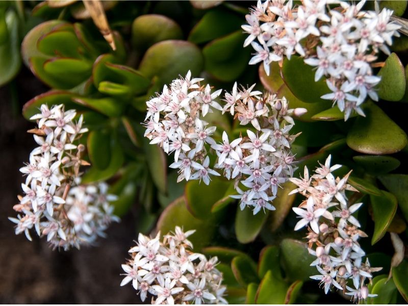 crassula ovata