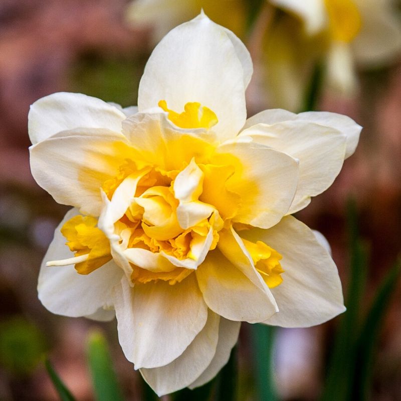 daffodil double