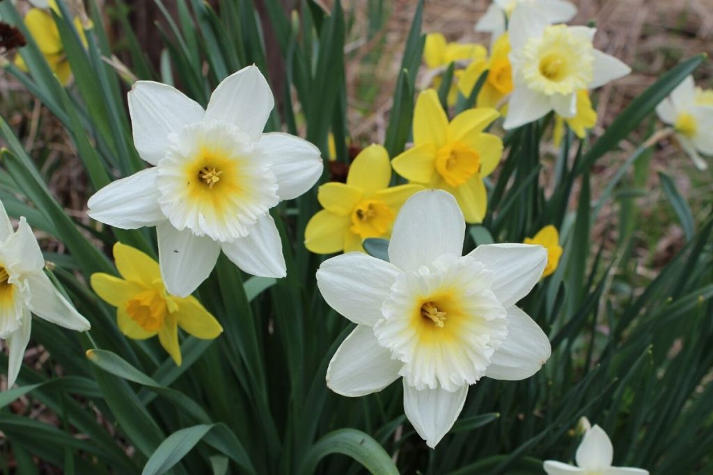 white daffodil flower