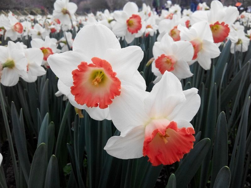 daffodil plant