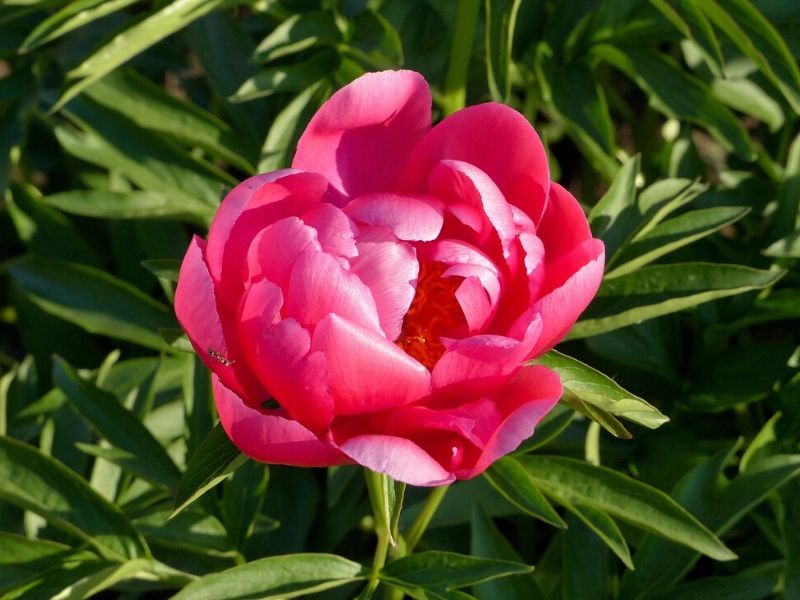 dark pink peony