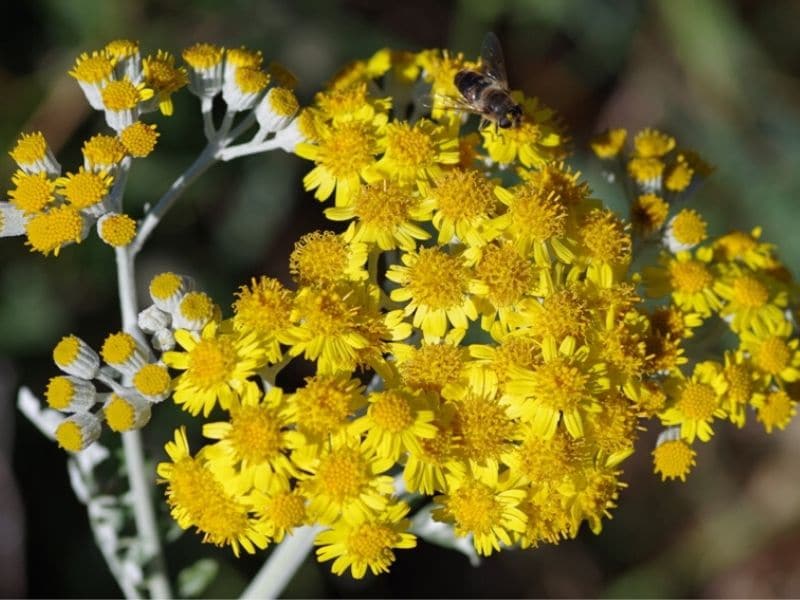 dusty miller