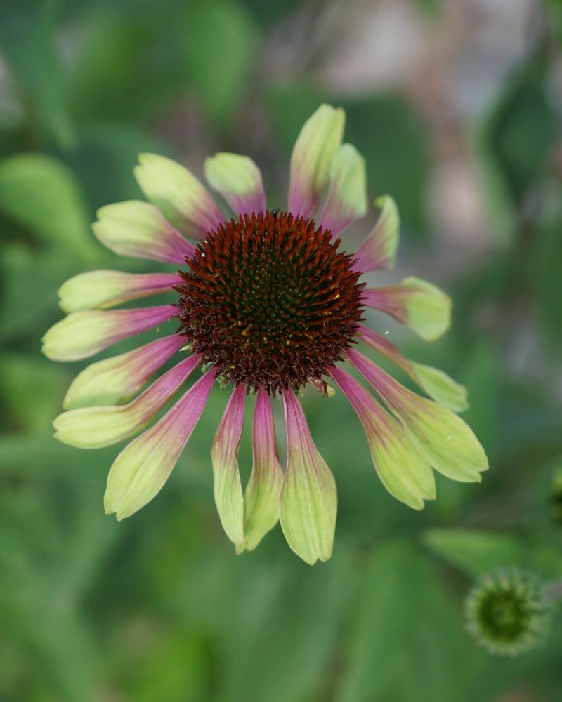 Echinacea purpurea 'Green Envy'