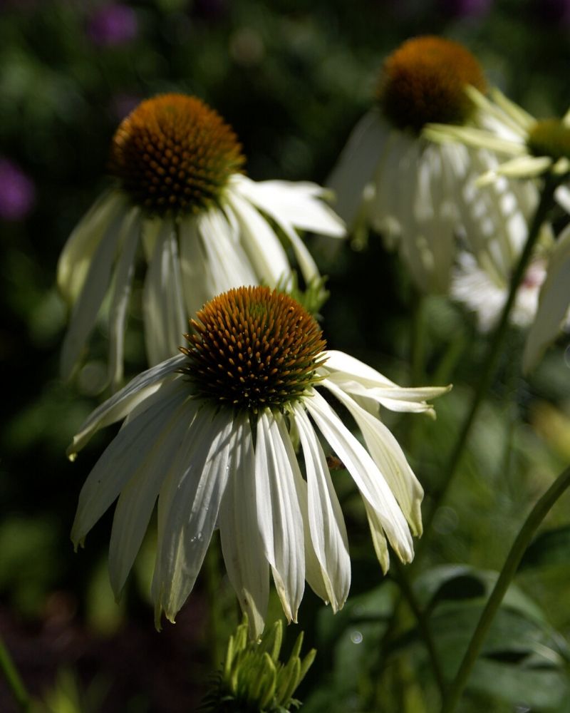 Echinacea purpurea 'Fragrant Angel'