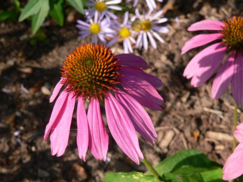 Echinacea purpurea 'Kim's Knee High'