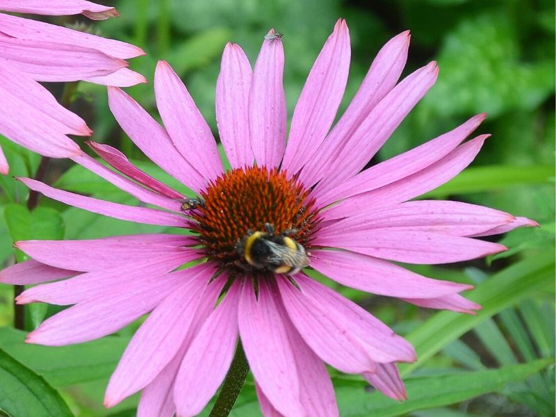 Echinacea purpurea Magnus