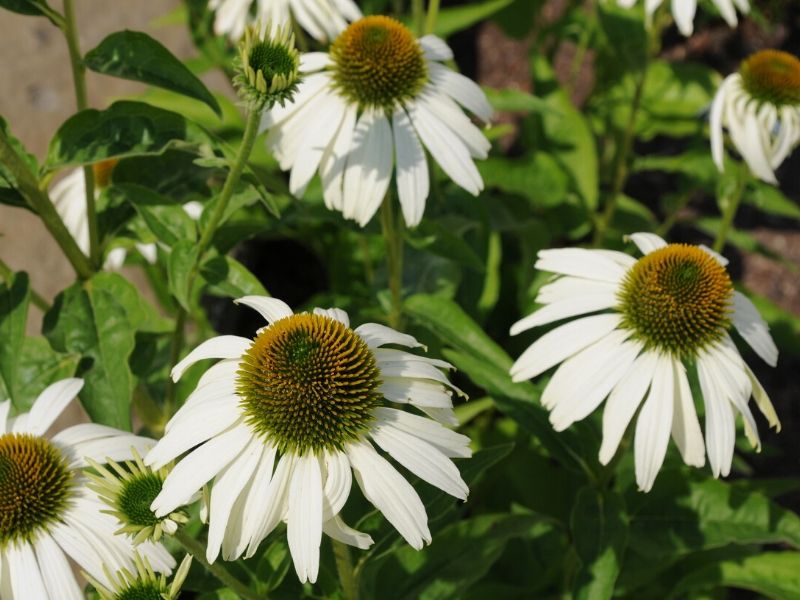 Echinacea purpurea 'White Swan'