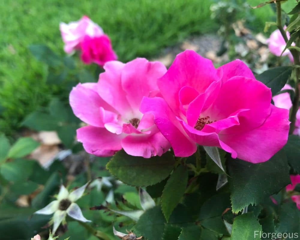 elegant pink roses