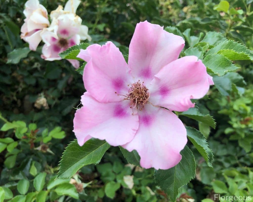 five petal pink rose with purple dots