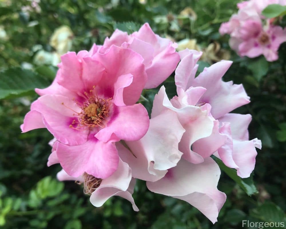 five-petalled pink roses