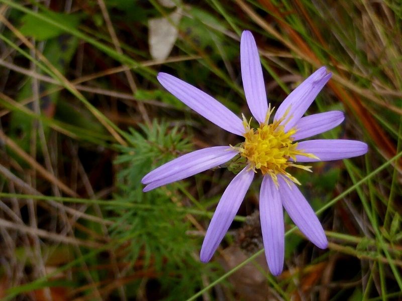 flaxleaf aster