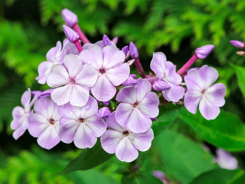 garden phlox