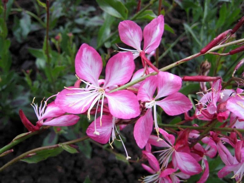 gaura lindheimeri