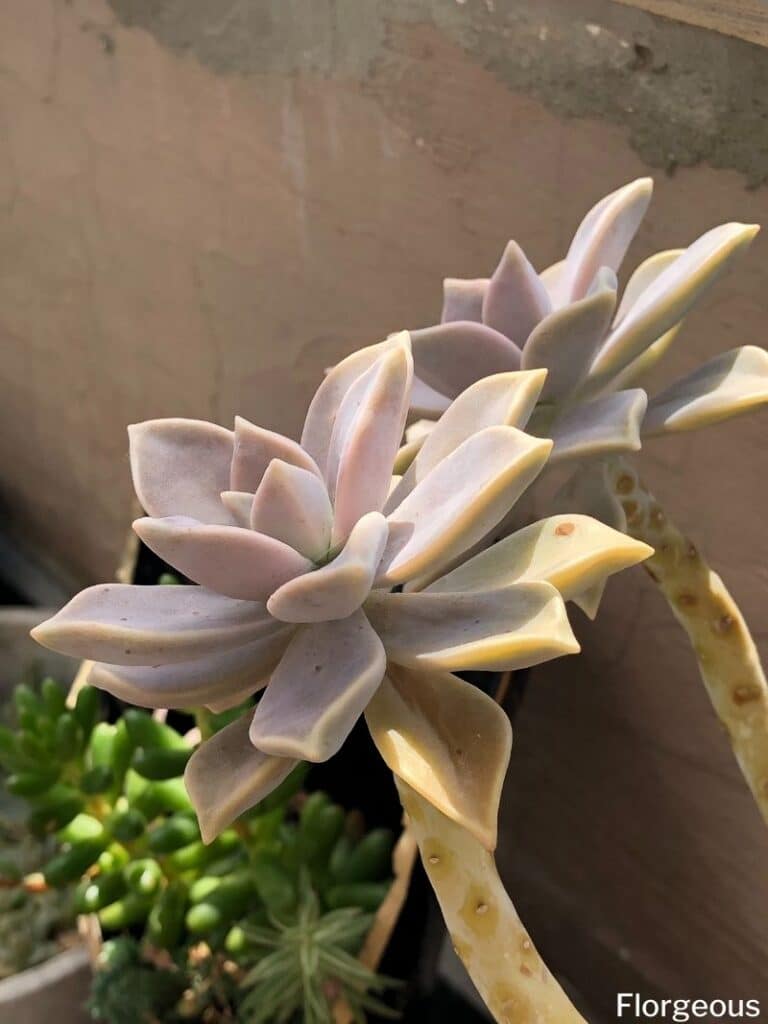 ghost plant succulent