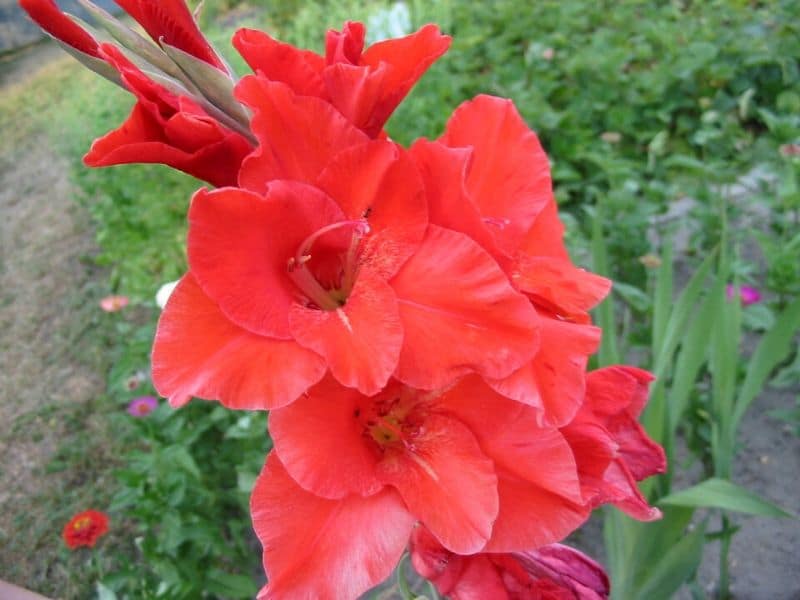 gladiolus autumn red