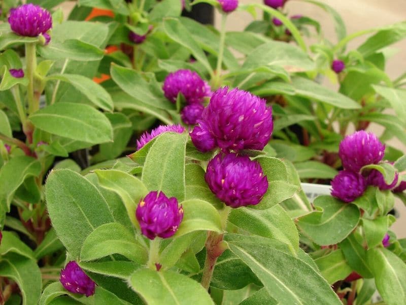 Globe Amaranth