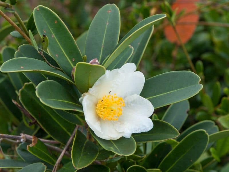 Gordonia axillaris