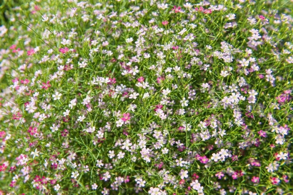 Gypsophila paniculata