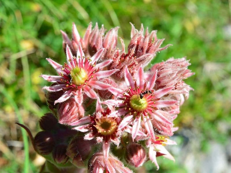 hens and chicks flower