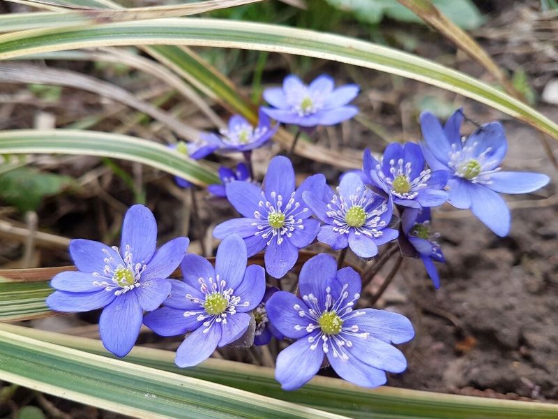 Hepatica transsilvanica